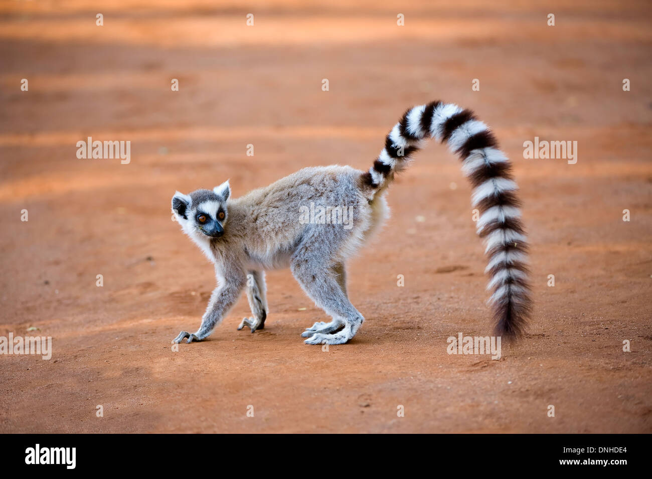Ring-tailed Lemur (Lemur catta) Stock Photo