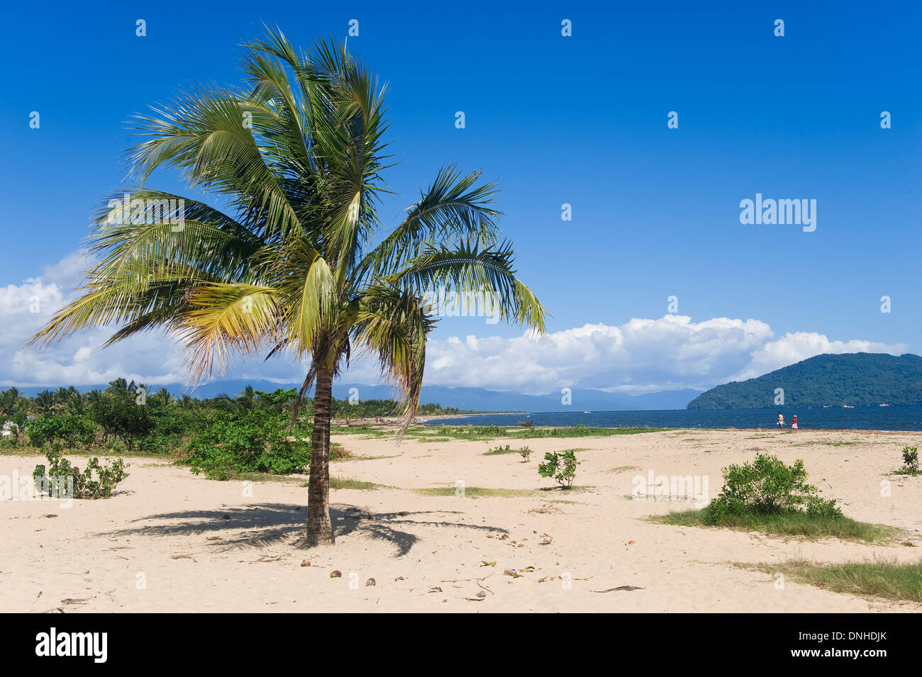 Maroantsetra, Palm Trees, Madagascar Stock Photo Alamy