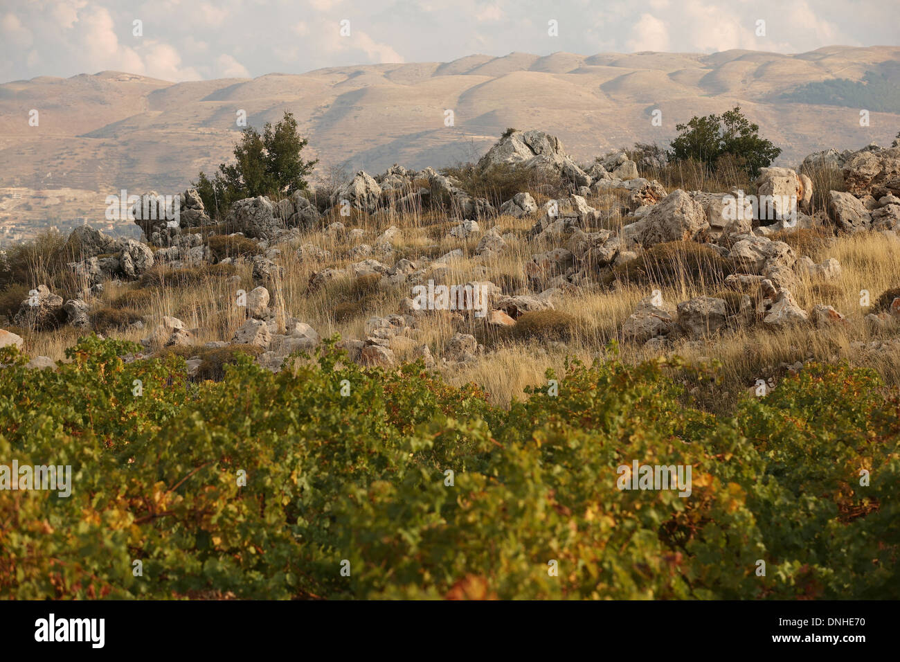 CHATEAU KEFRAYA VINEYARDS, BEKKA VALLEY, LEBANON, THE NEAR EAST Stock