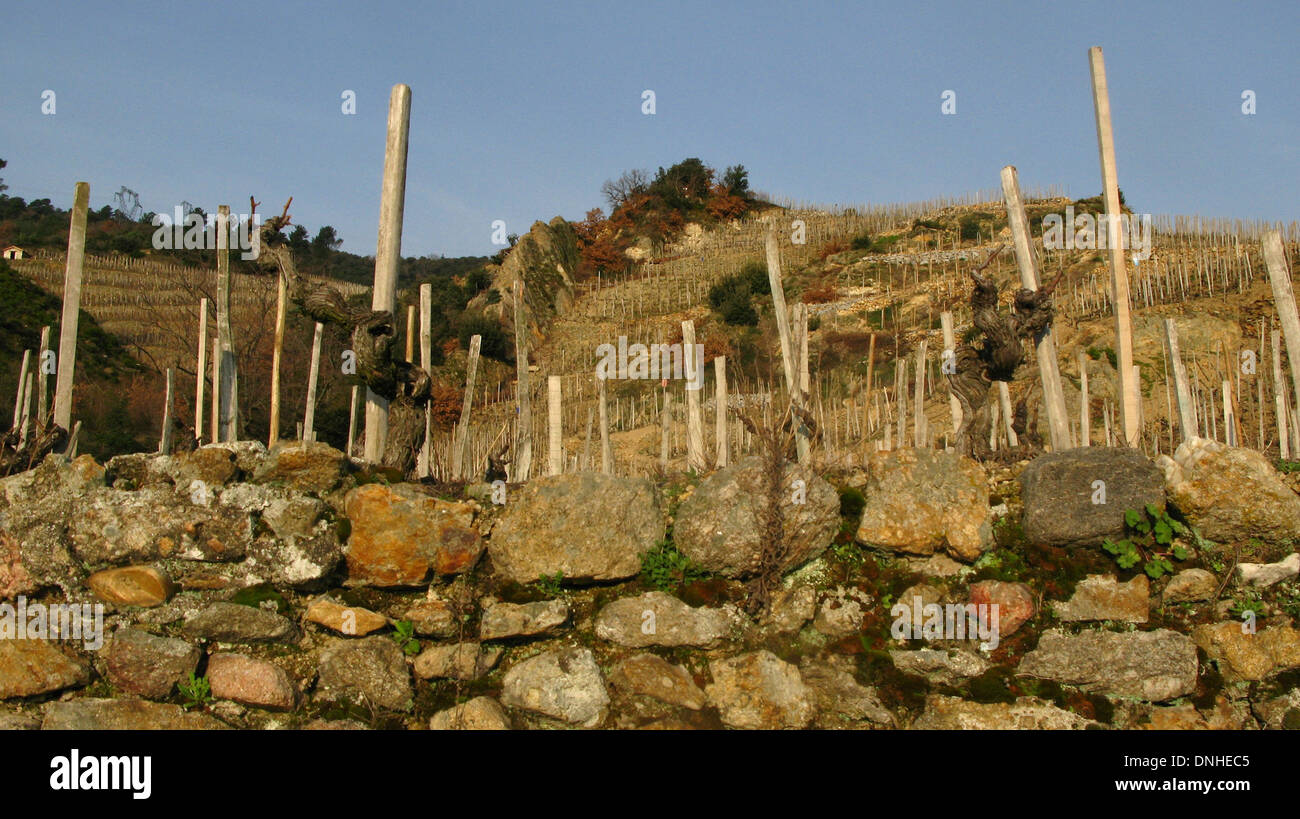 GRAPEVINES ON THE HILLS BY THE RIVER IN THE WINE-GROWING REGION OF CORNAS, ARDECHE (07), RHONE-ALPES, FRANCE Stock Photo