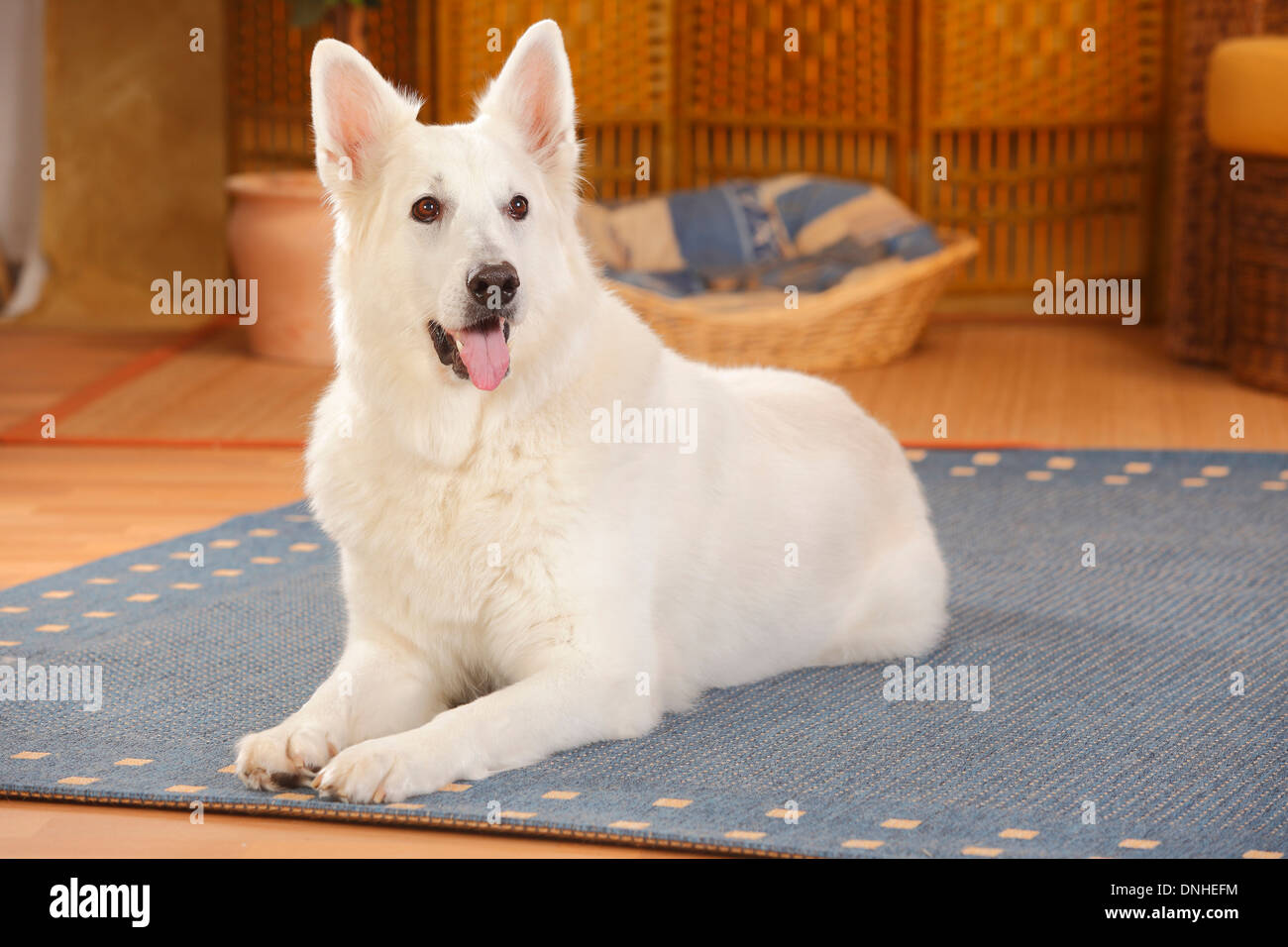 White Swiss Shepherd Dog, bitch, 10 years old |Weisser Schweizer  Schaeferhund, Huendin, 10 Jahre alt, alter Hund Stock Photo - Alamy