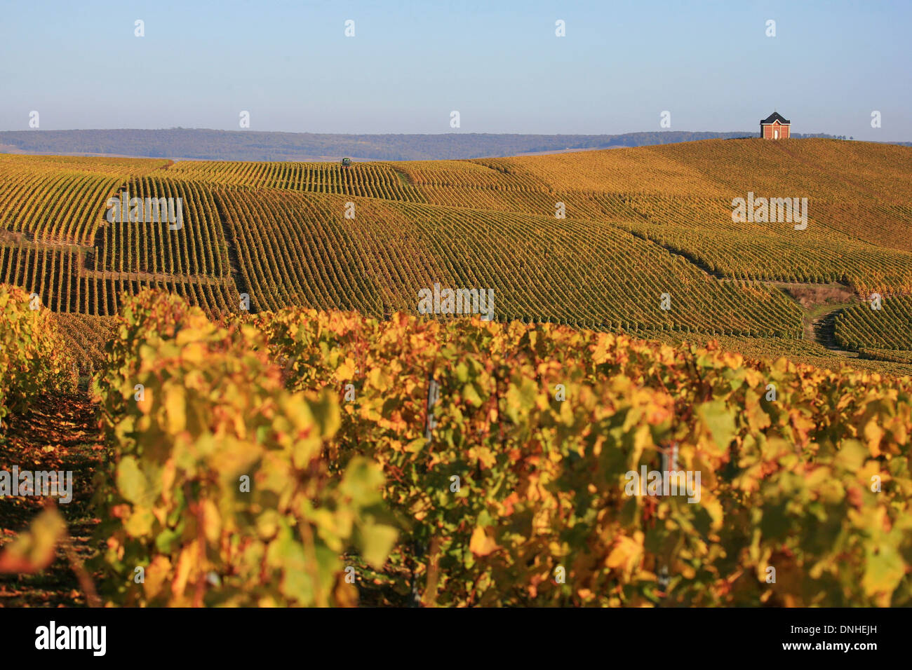 THE CHAMPAGNE REGION IN AUTUMN, LOGE DE MONTAIGU, MARNE (51), CHAMPAGNE-ARDENNE, FRANCE Stock Photo