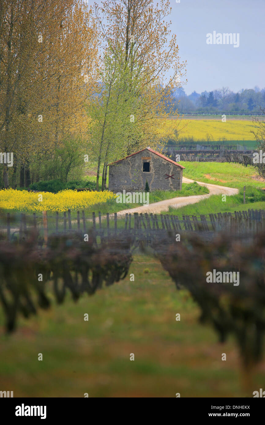 VINEYARDS IN THE AREA OF MARTIGNE BRIAND, THE LITTLE HOUSES ARE CALLED LOGES DE VIGNE (VINE LODGES), MAINE-ET-LOIRE (49), LOIRE REGION, FRANCE Stock Photo