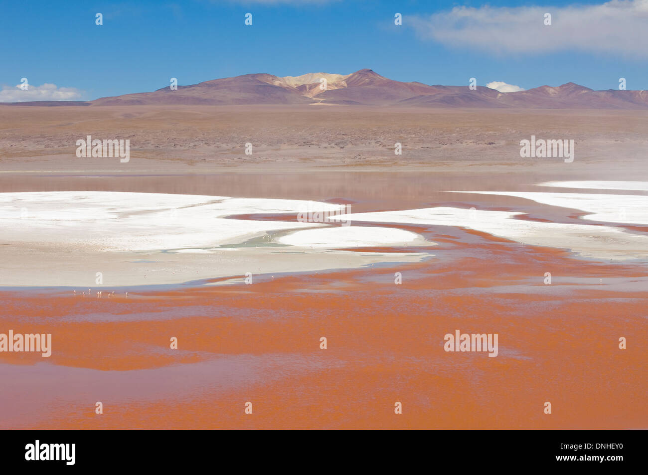 Laguna Colorada, Red Lagoon, Altiplano Shallow Salt Lake, Potosi, Bolivia Stock Photo