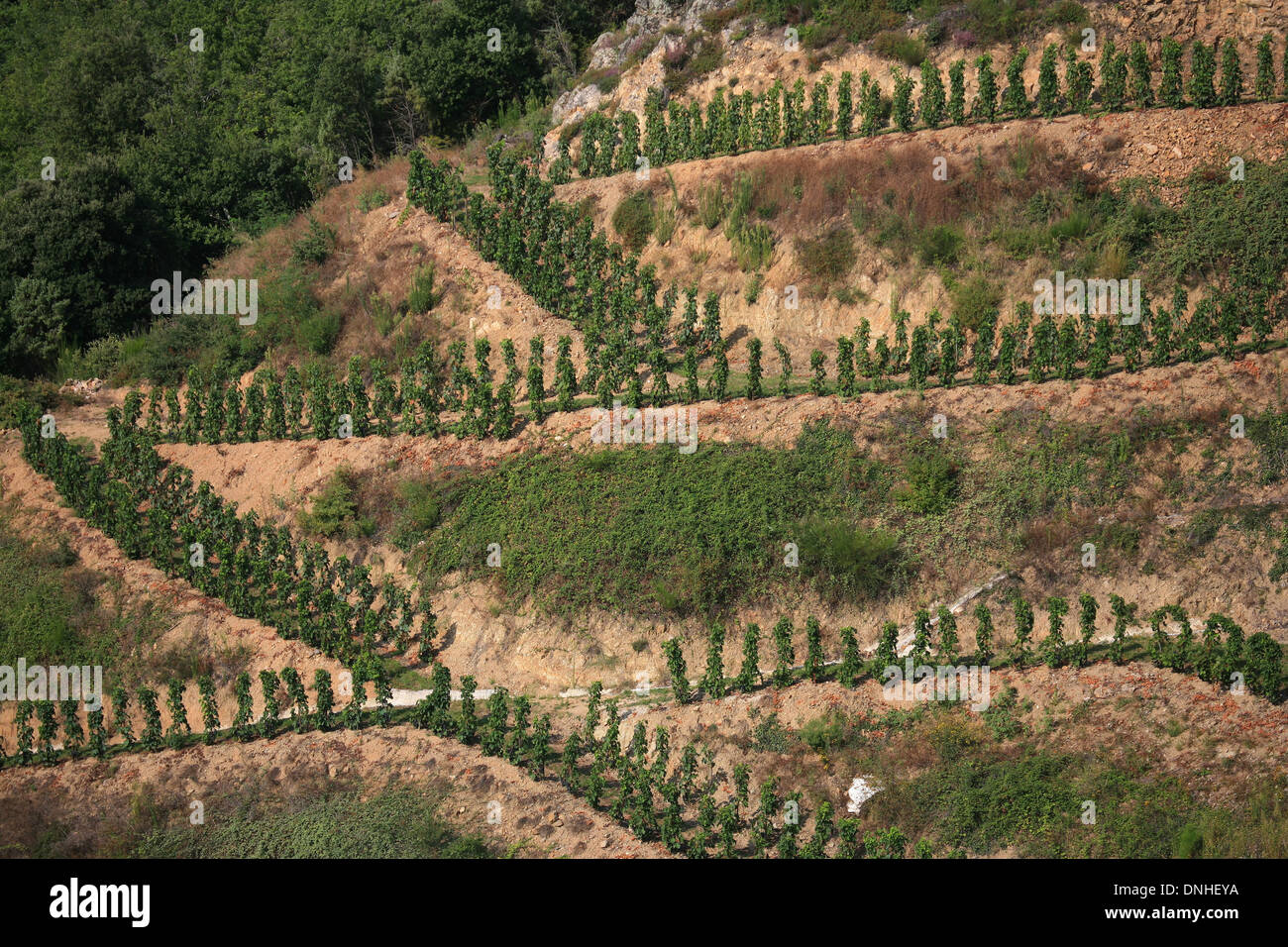 GRAPEVINES AND VINEYARDS ON THE HILLSIDES OF CHATEAUBOURG, (07) ARDECHE, RHONE-ALPES, FRANCE Stock Photo