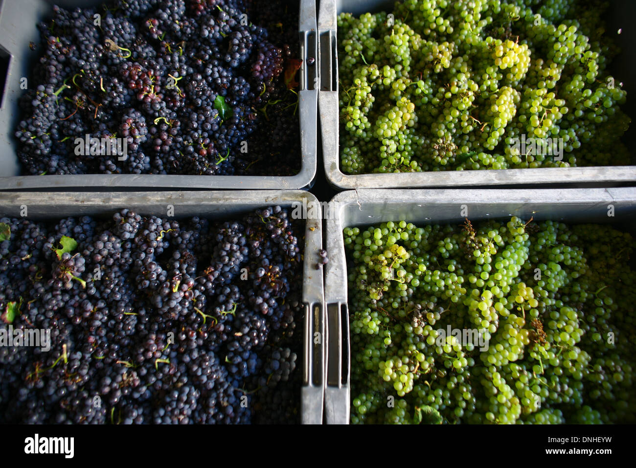 ARRIVAL OF CRATES OF HARVESTED GRAPES AT A WINE PRESS IN THE Stock