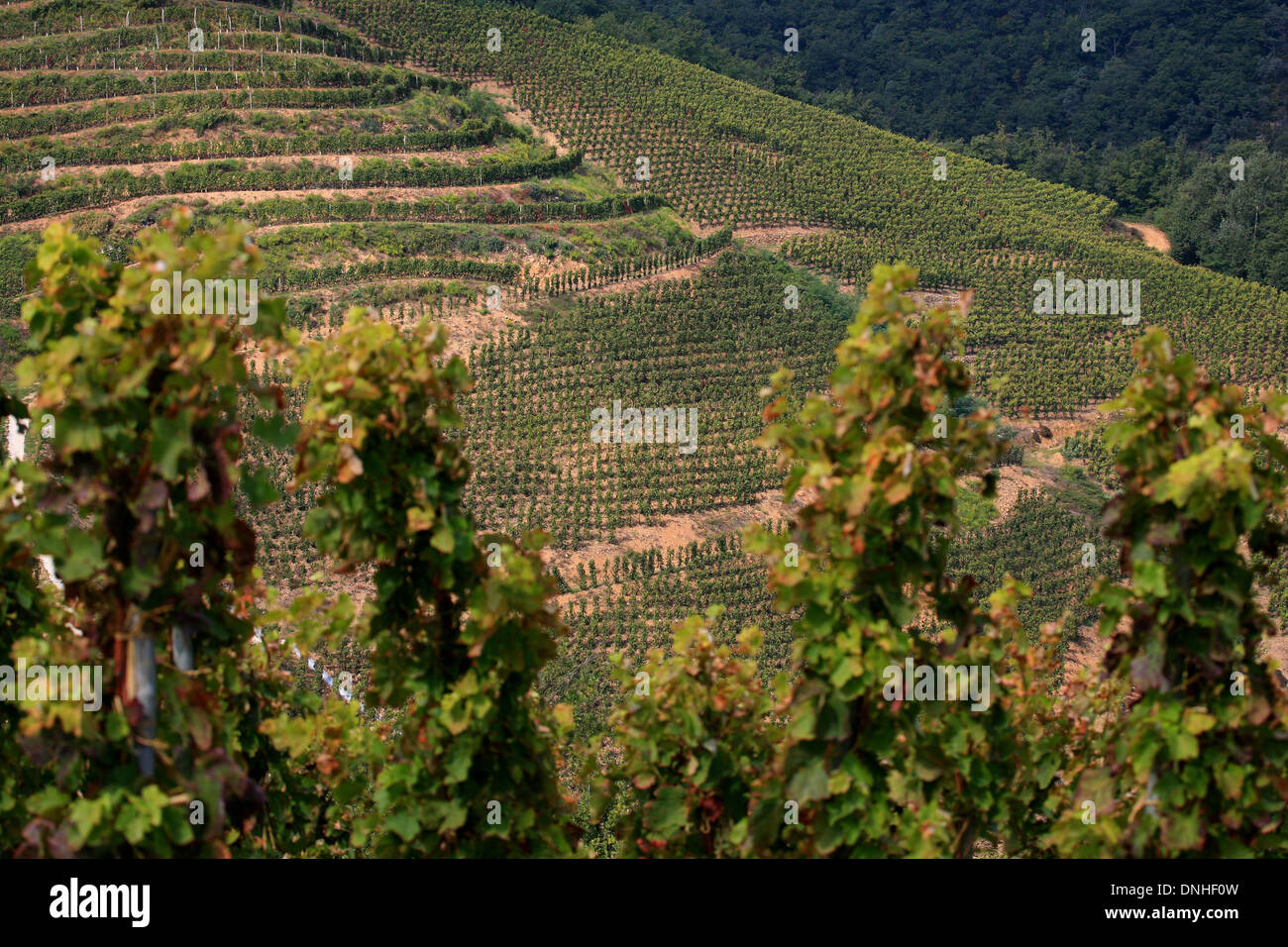Chateaubourg hires stock photography and images Alamy