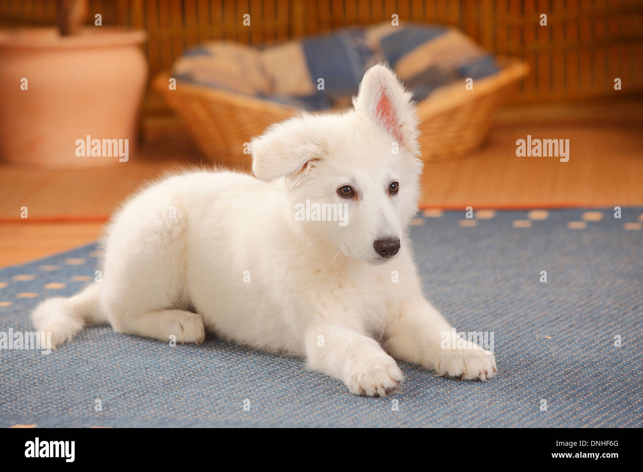 White Swiss Shepherd Dog, puppy, 14 weeks |Weisser Schweizer Schaeferhund,  Welpe, 14 Wochen Stock Photo - Alamy