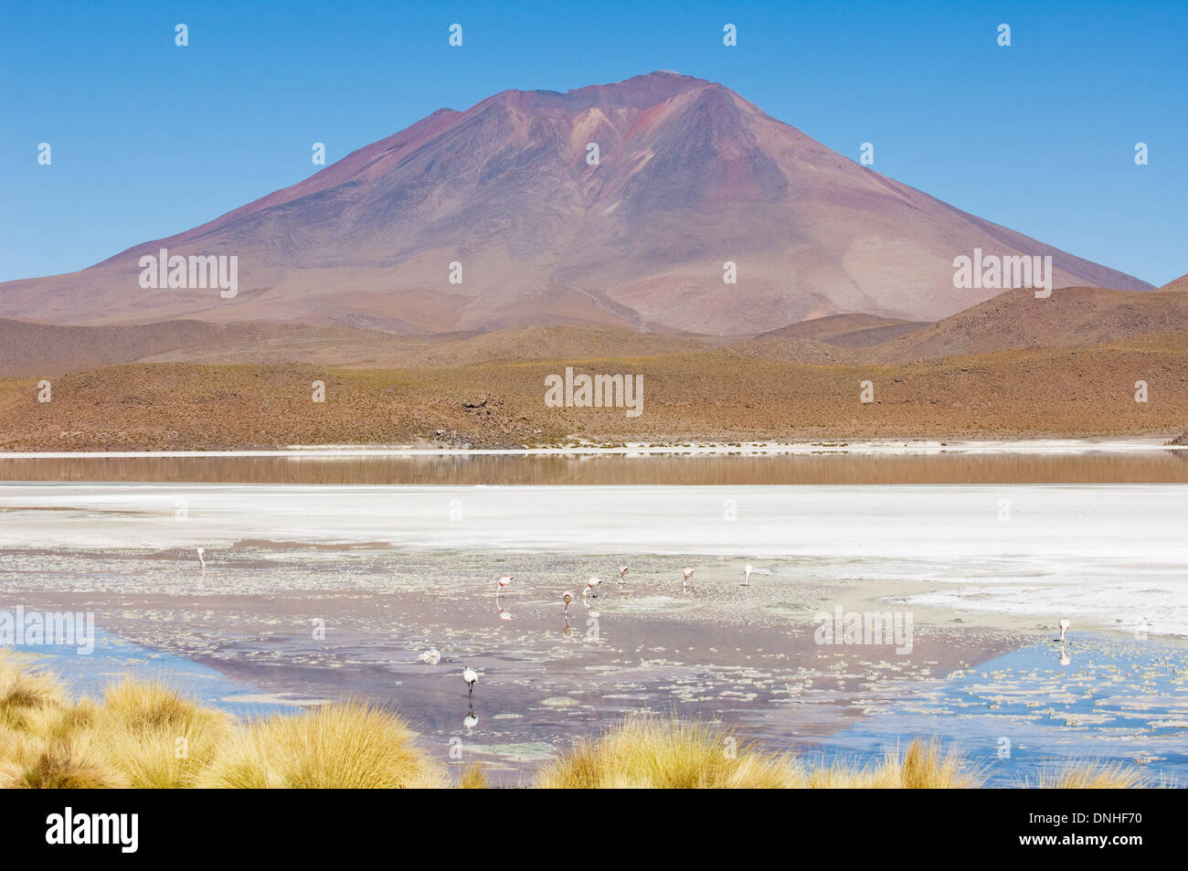 Laguna Hedionda, Stinking Lake, Altiplano Shallow Salt Lake, Potosi, Bolivia Stock Photo