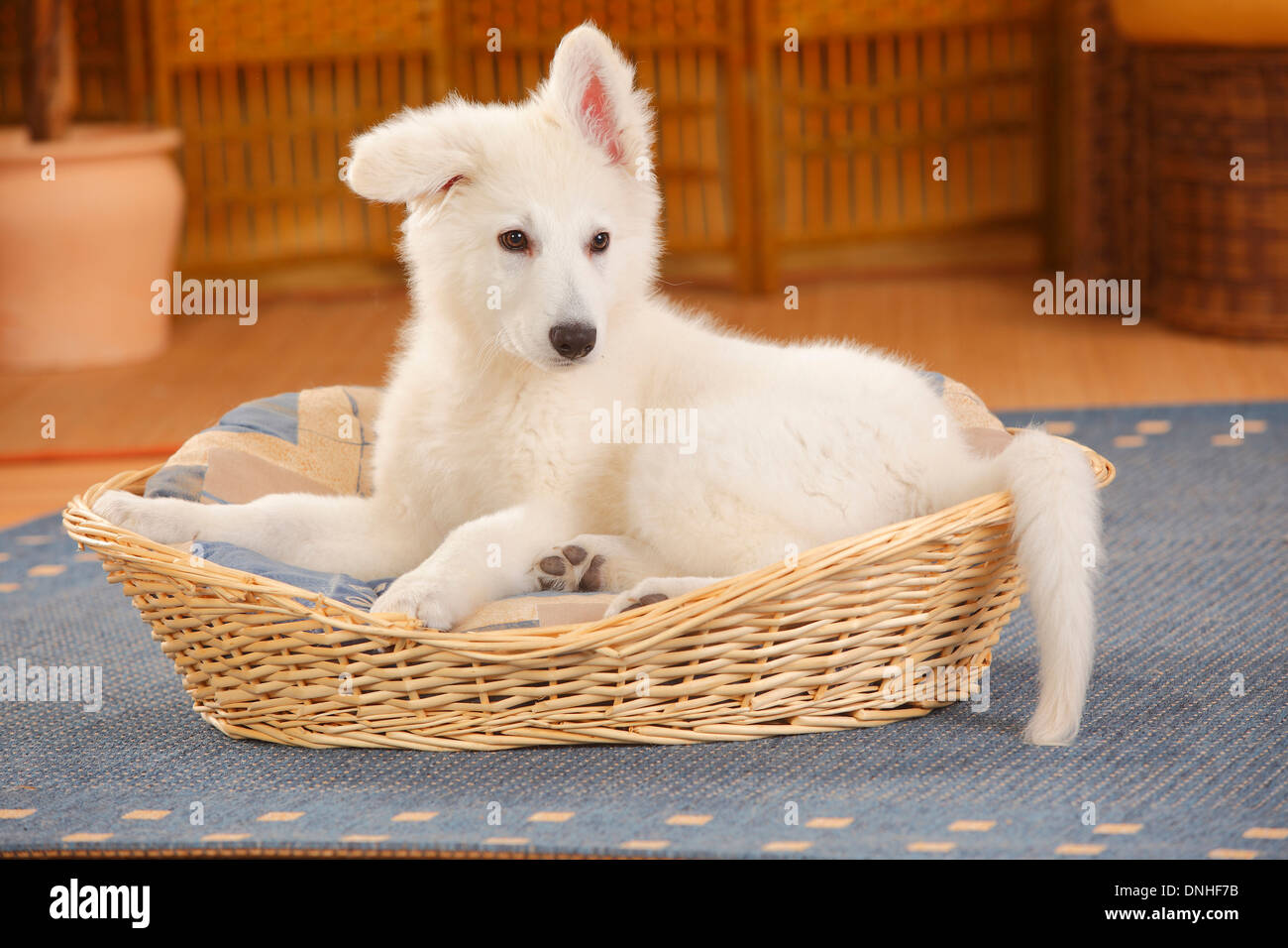 White Swiss Shepherd Dog, puppy, 14 weeks, dog's basket Stock Photo
