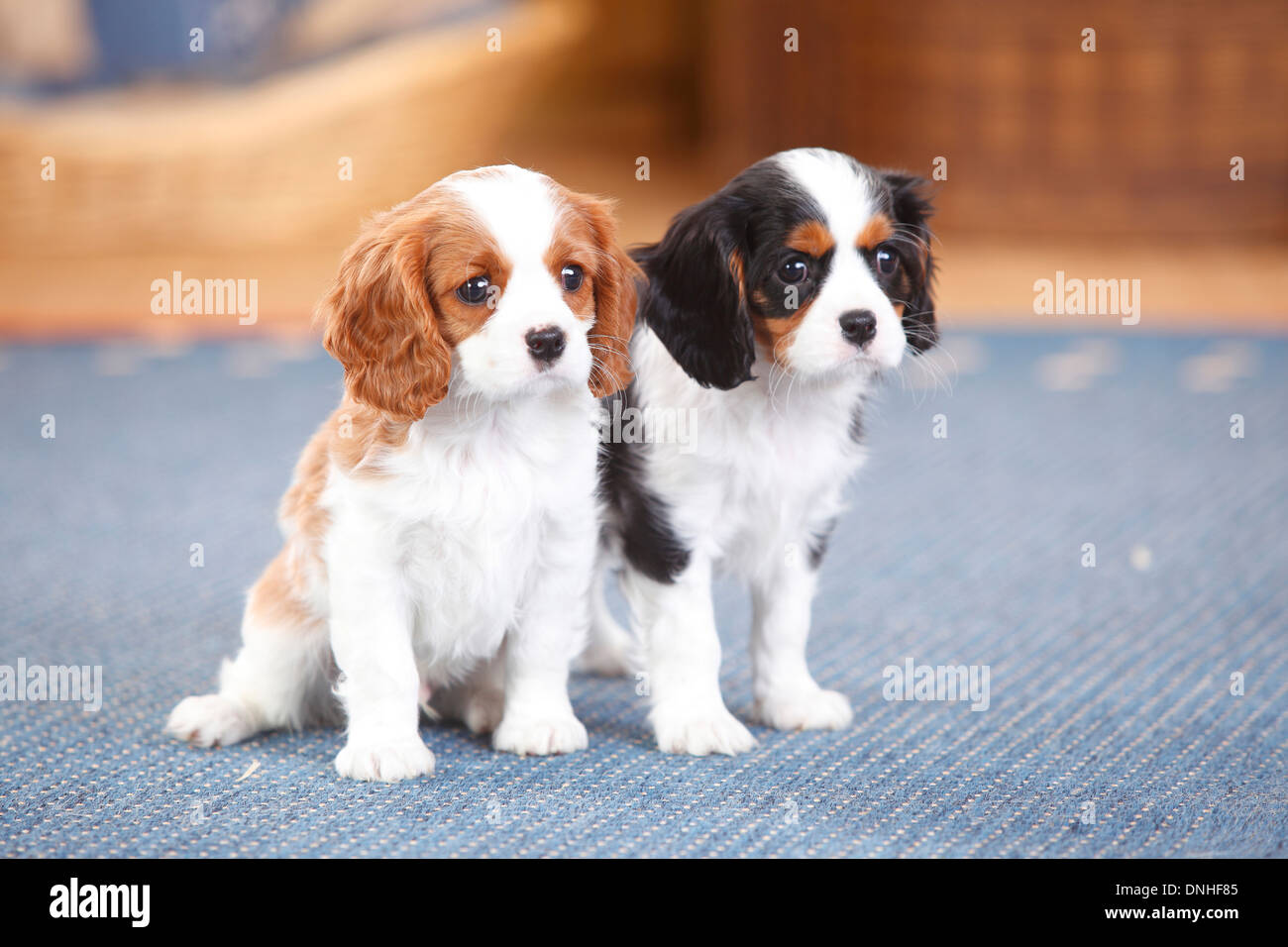 King Charles 3 Couleurs Cavalier King Charles Spaniel, puppies, blenheim and tricolour, 8 weeks  Stock Photo - Alamy