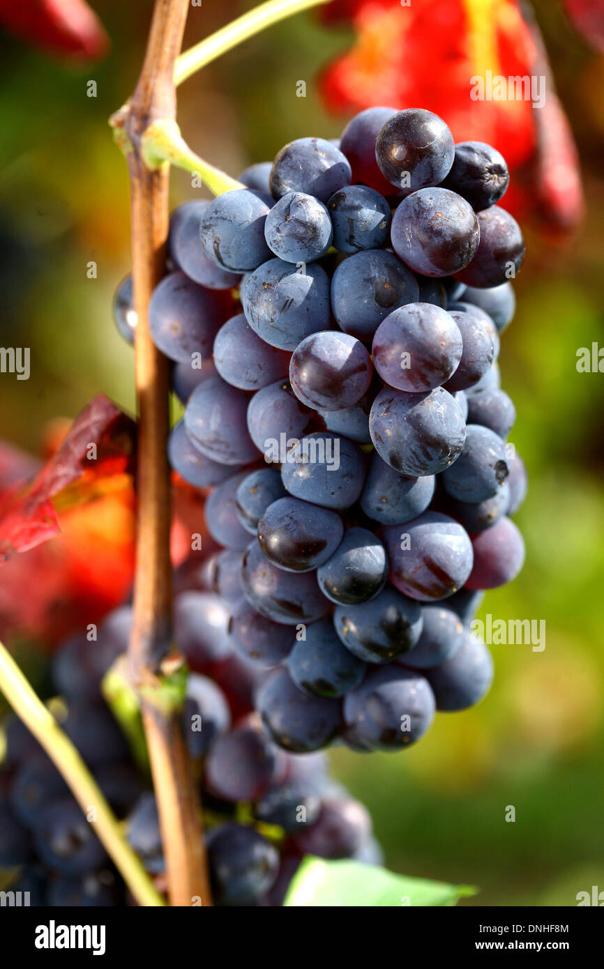 BUNCH OF MATURE PINOT NOIR GRAPES IN A VINEYARD IN BEAUNE, COTE-D'OR (21),  BOURGOGNE, FRANCE Stock Photo - Alamy, image size:866x1390