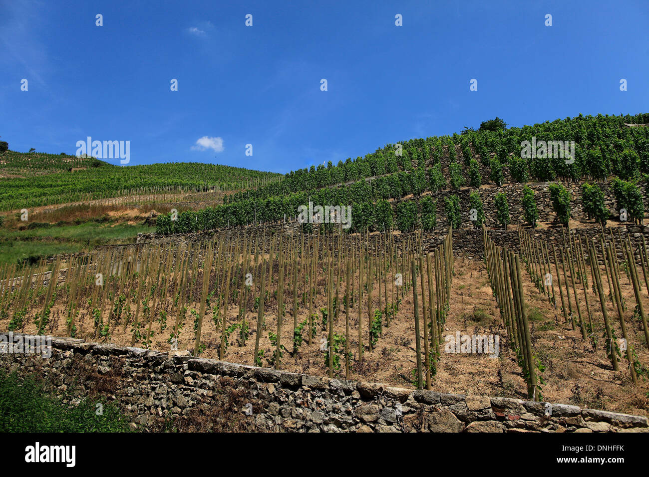 Vignes de Saint-Joseph avec piquets en bois, symbolisant la stabilité des paris sur Stake Bet