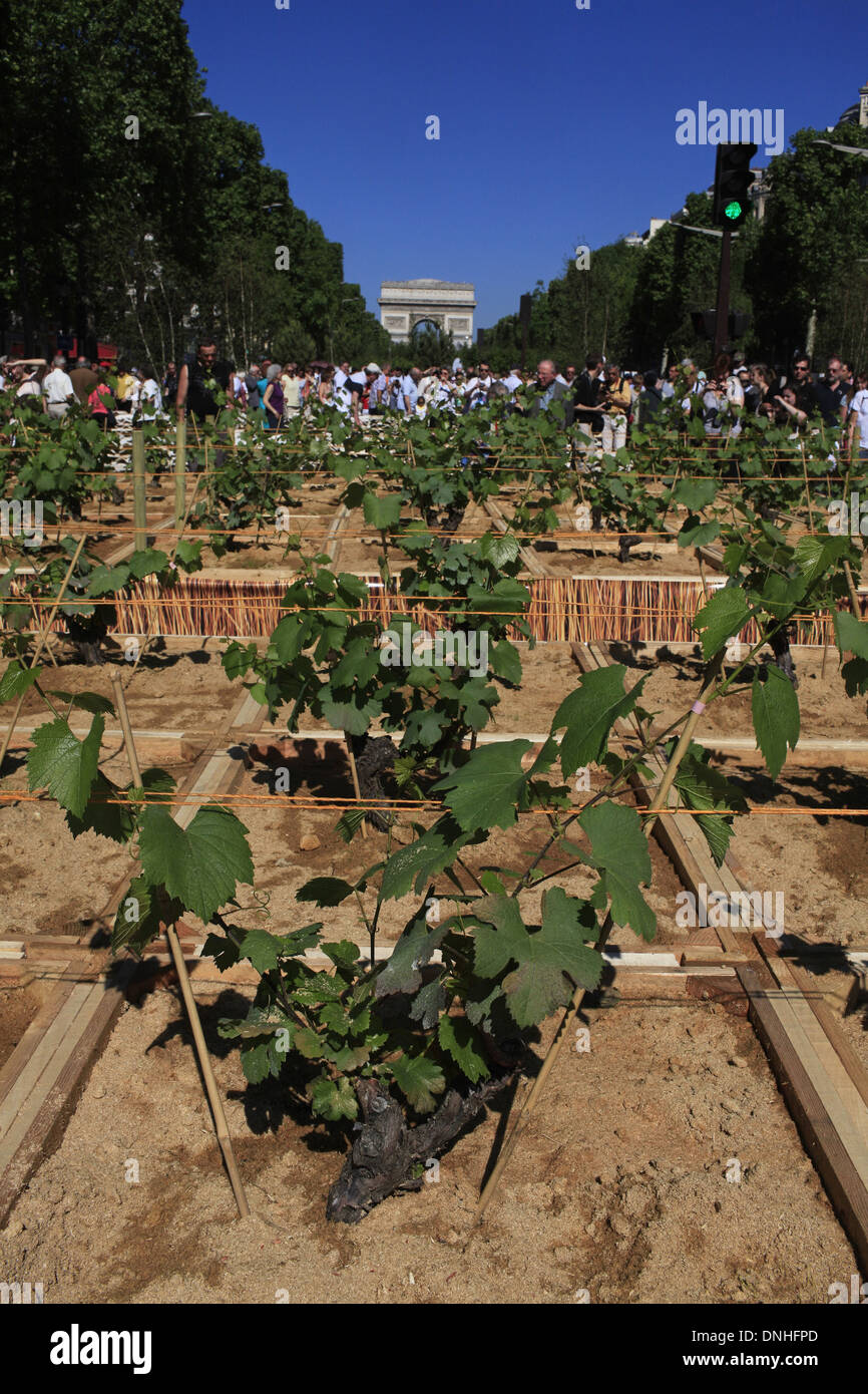 PLANTING OF GRAPEVINES DURING THE EVENT NATURE CAPITAL ON THE CHAMPS ELYSEES IN PARIS IN MAY 2010, VINES FROM ALSACE, PARIS, ILE-DE-FRANCE, FRANCE Stock Photo