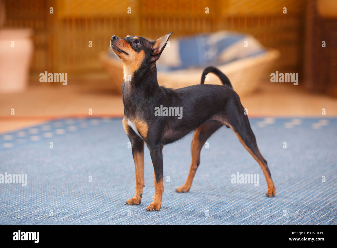 Prague Ratter Side View Prague Ratter, btich |Prager Rattler, Huendin Stock Photo - Alamy