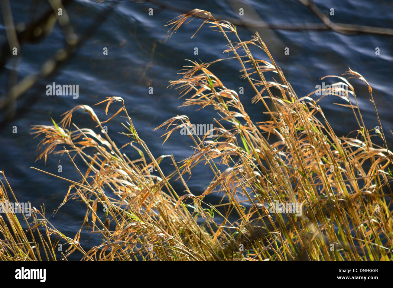 Reeds growing at lakeside, bent by the gentle breeze Stock Photo - Alamy