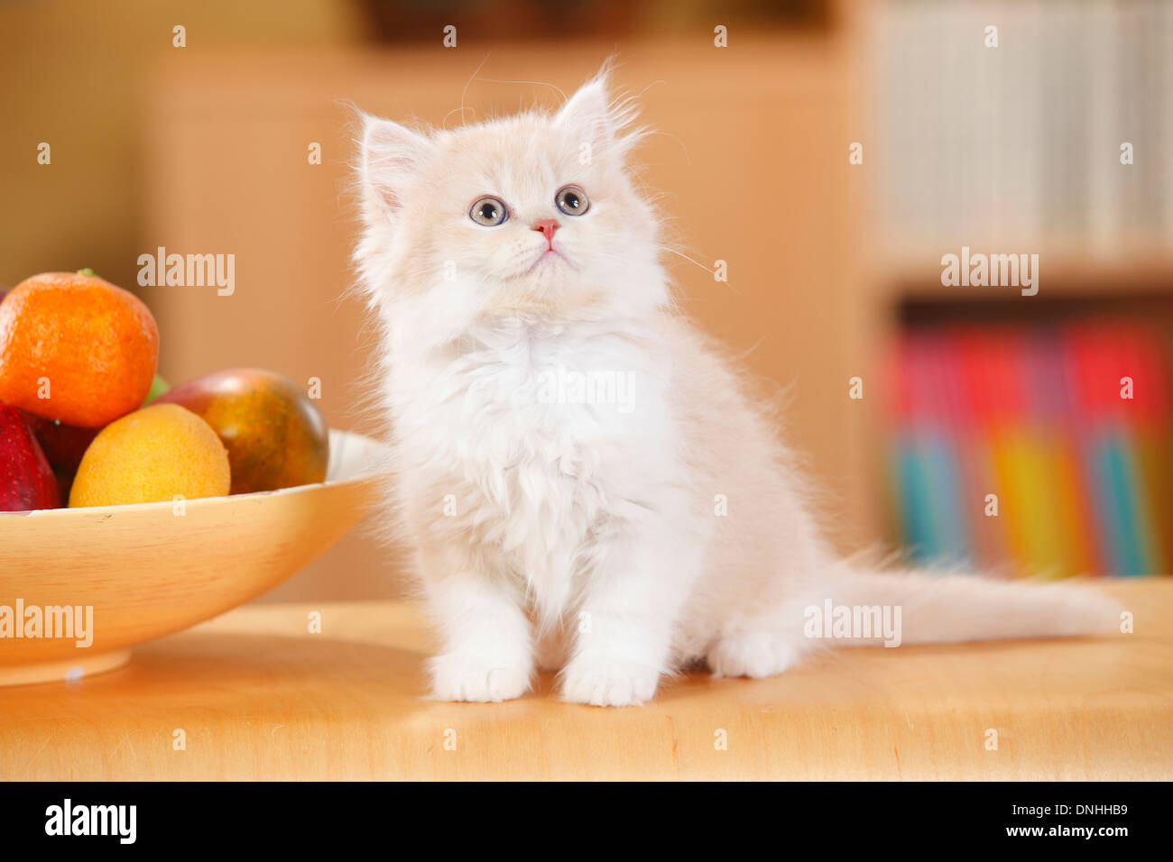 British Longhair Kitten Cream Tabby Mackarell White 10 Weeks
