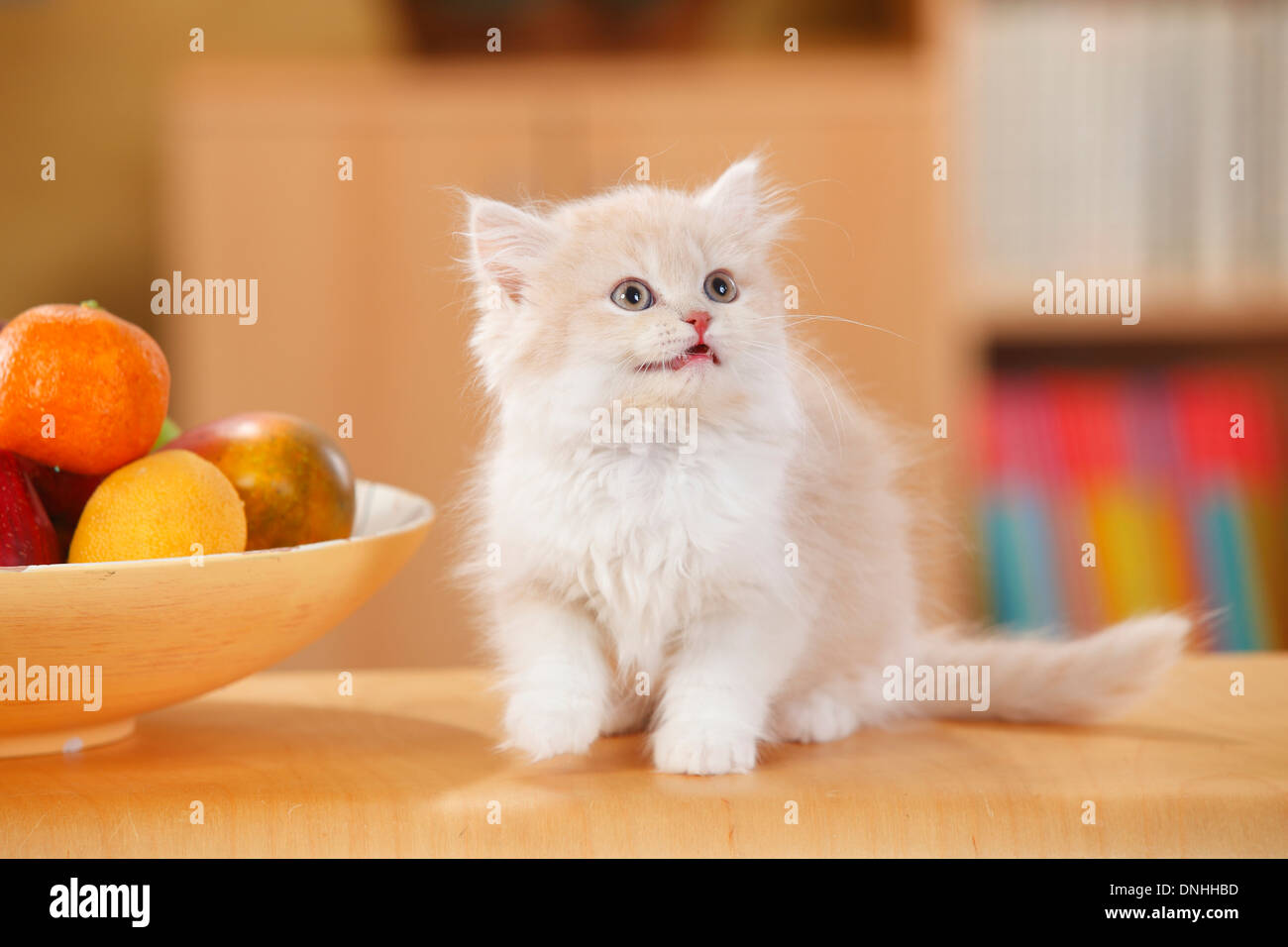 British Longhair Kitten Cream Tabby Mackarell White 10 Weeks