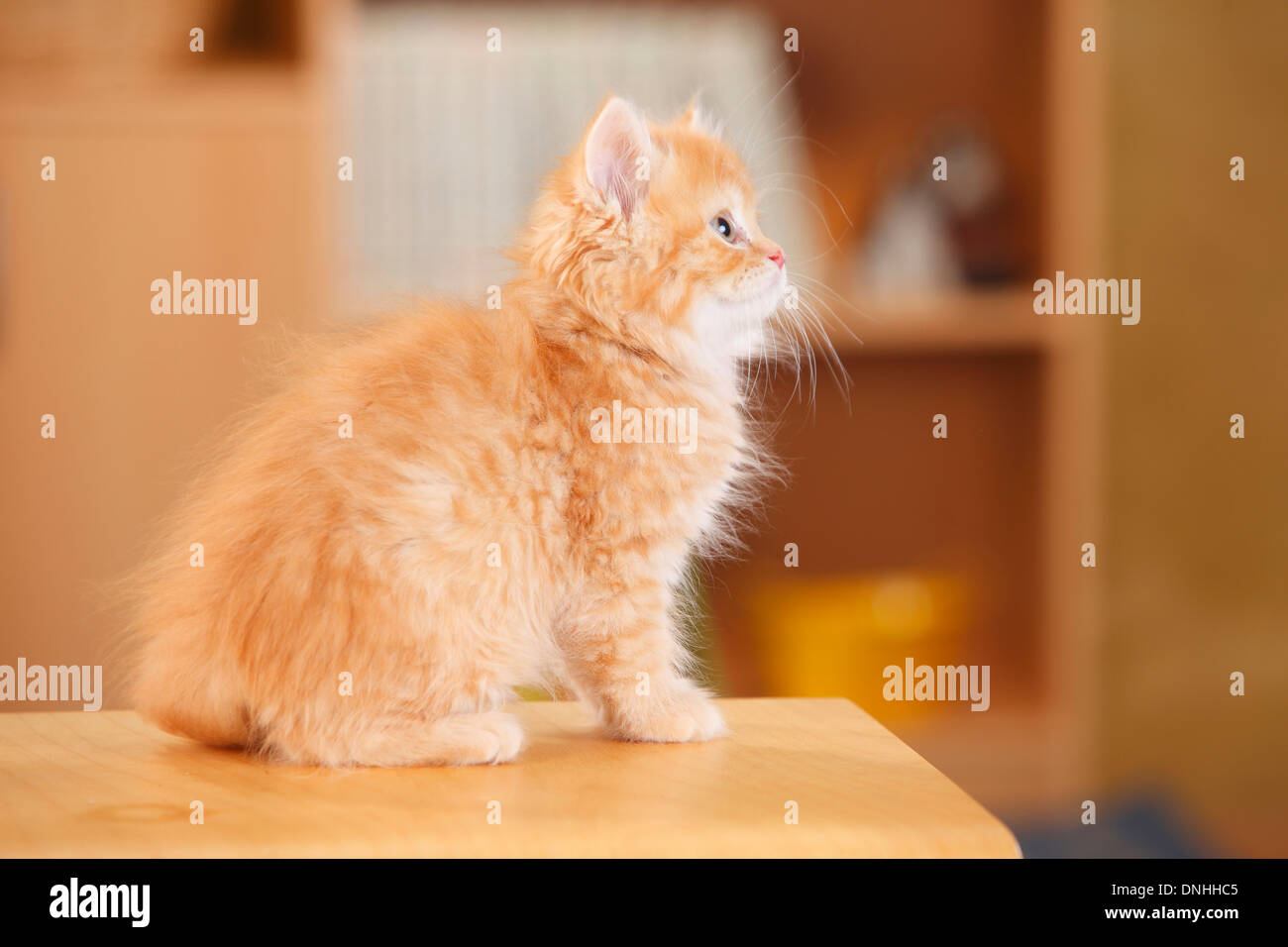 A Guide To Domestic Long Haired Hybrid Cats Prettylitter