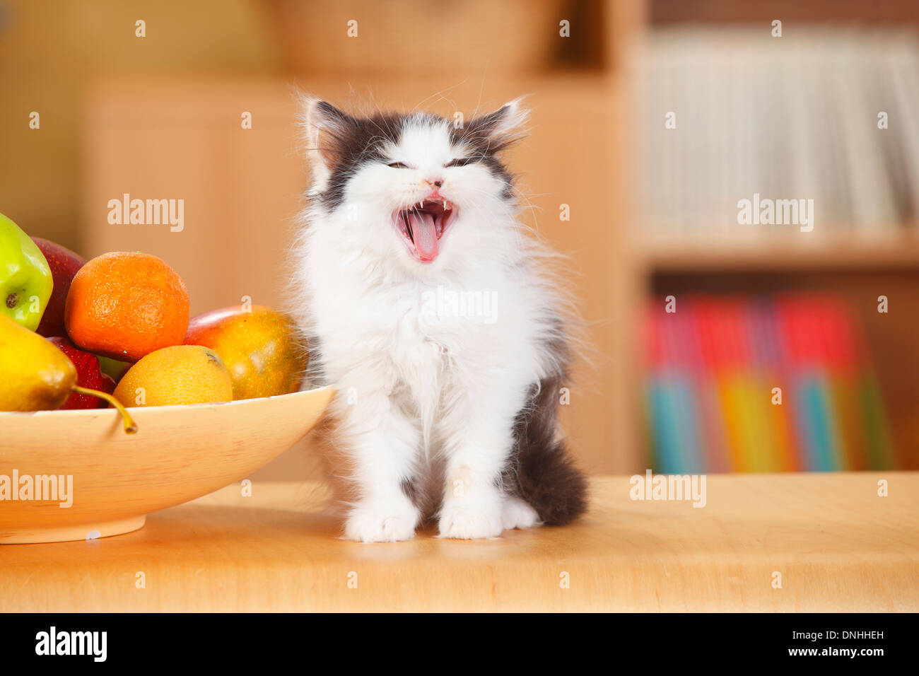 British Longhair Kitten Black Tortie White 10 Weeks Britisch