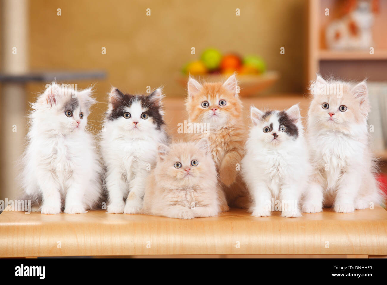 British Longhair, kittens |Britisch Langhaar, Kaetzchen Stock Photo