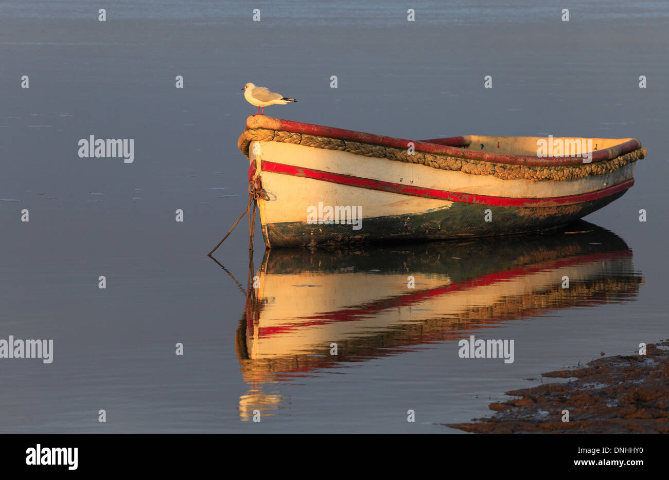 Bird on rowing boat hi-res stock photography and images - Alamy