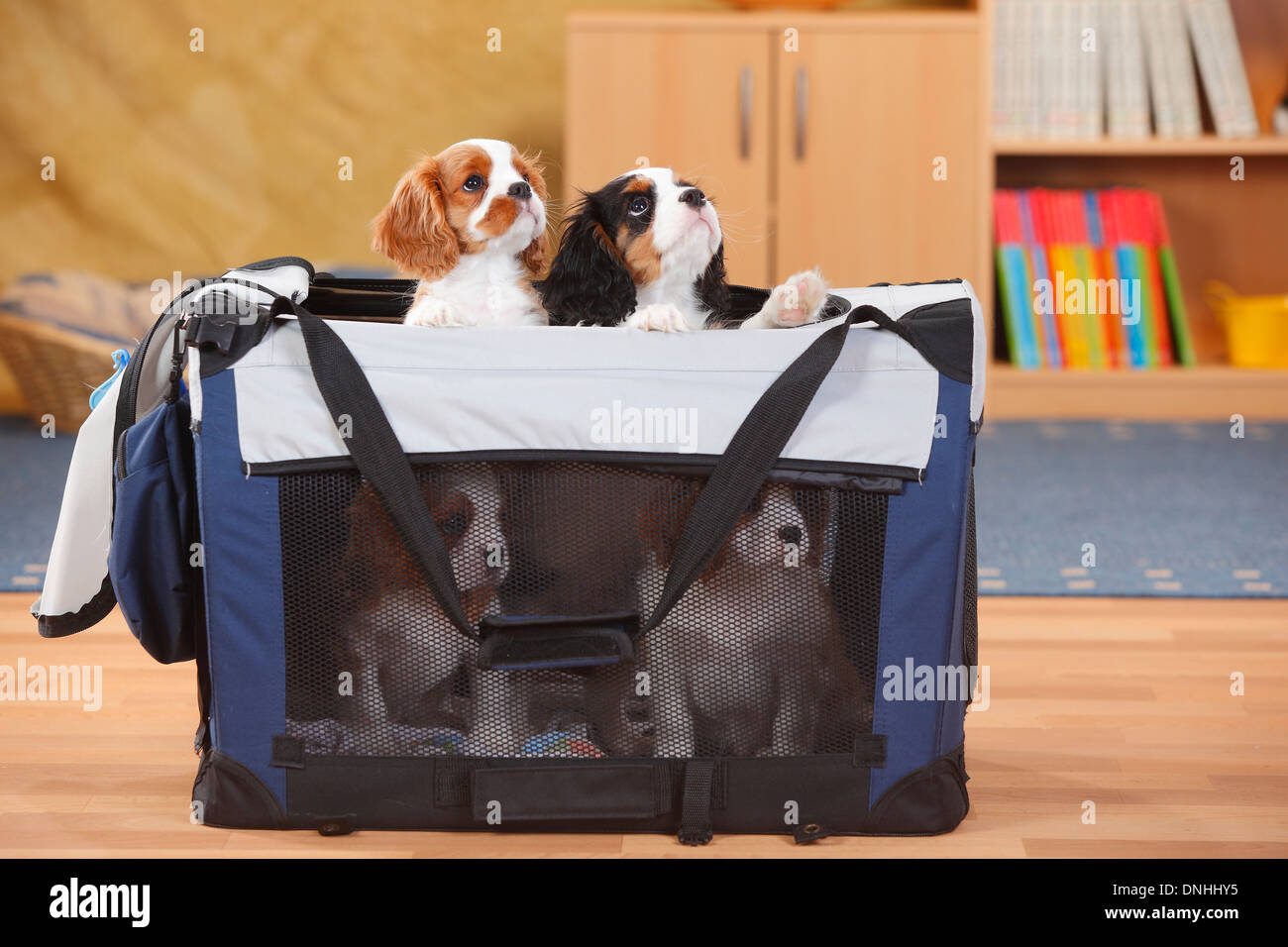 Cavalier King Charles Spaniel, puppies, blenheim and tricolour, 10
