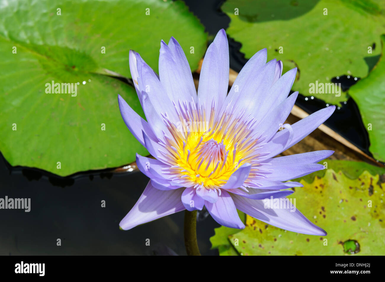 Water lily flower in the botanical garden, Pamplemousse, Mauritius. Stock Photo