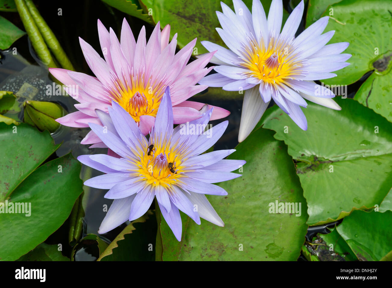 Water lily flowers in the botanical garden, Pamplemousse, Mauritius. Stock Photo