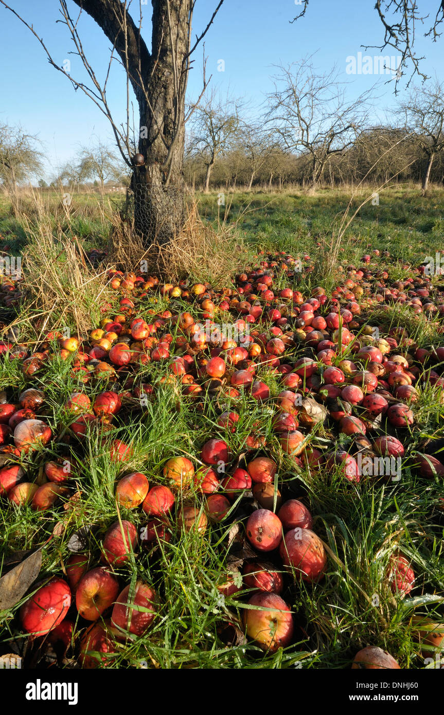 Winter fruit trees uk hires stock photography and images Alamy