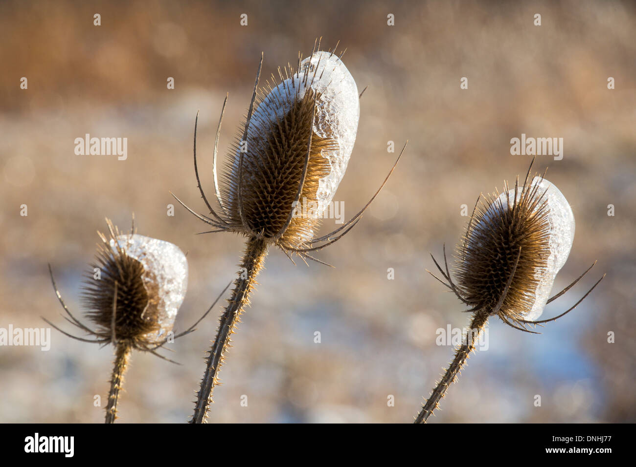 Shanksville, Pennsylvania - Teasel (Dipsacus), coated with ice after a winter storm. Stock Photo