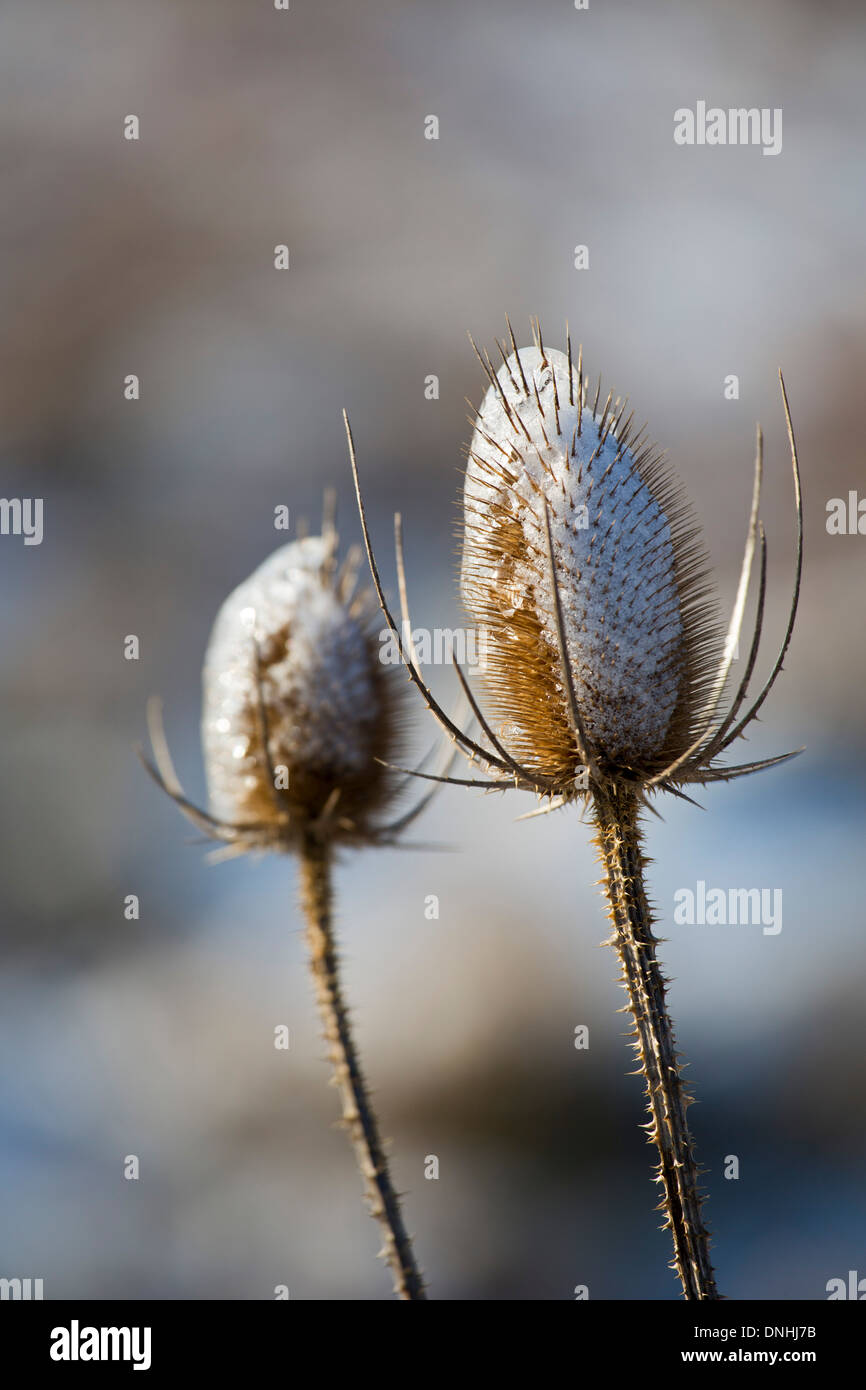 Shanksville, Pennsylvania - Teasel (Dipsacus), coated with ice after a winter storm. Stock Photo