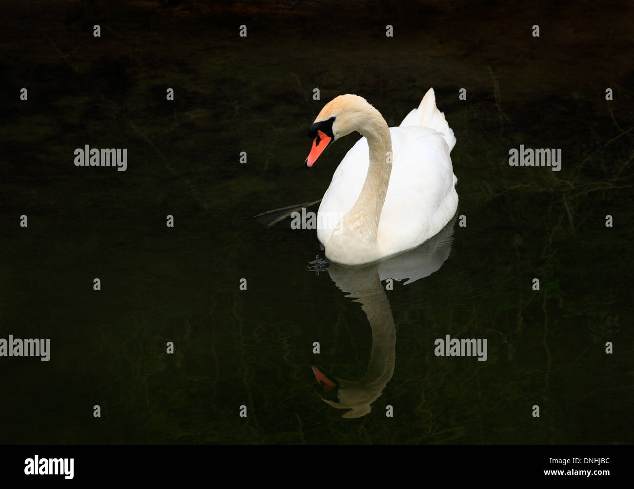 Mute swan on dark ground with a water droplet dripping down into the water. Stock Photo