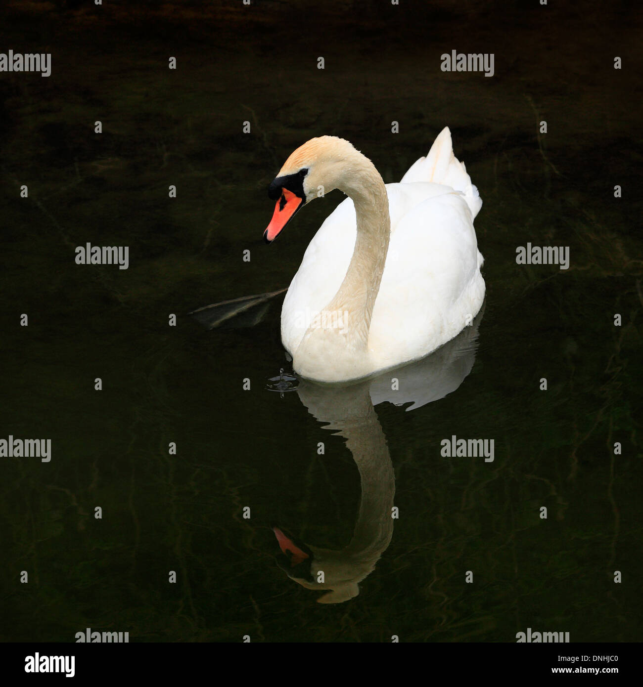 Mute swan on dark ground with a water droplet dripping down into the water. Stock Photo