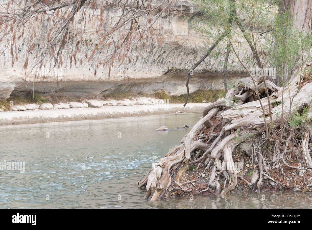 Bald Cypress Tree roots against the waters of the Guadalupe River in