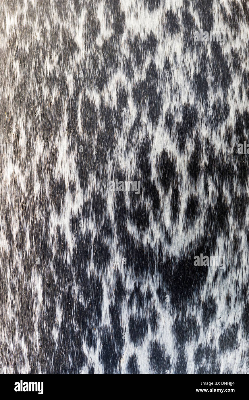 Close view of the pattern on the fur of a seal. Stock Photo