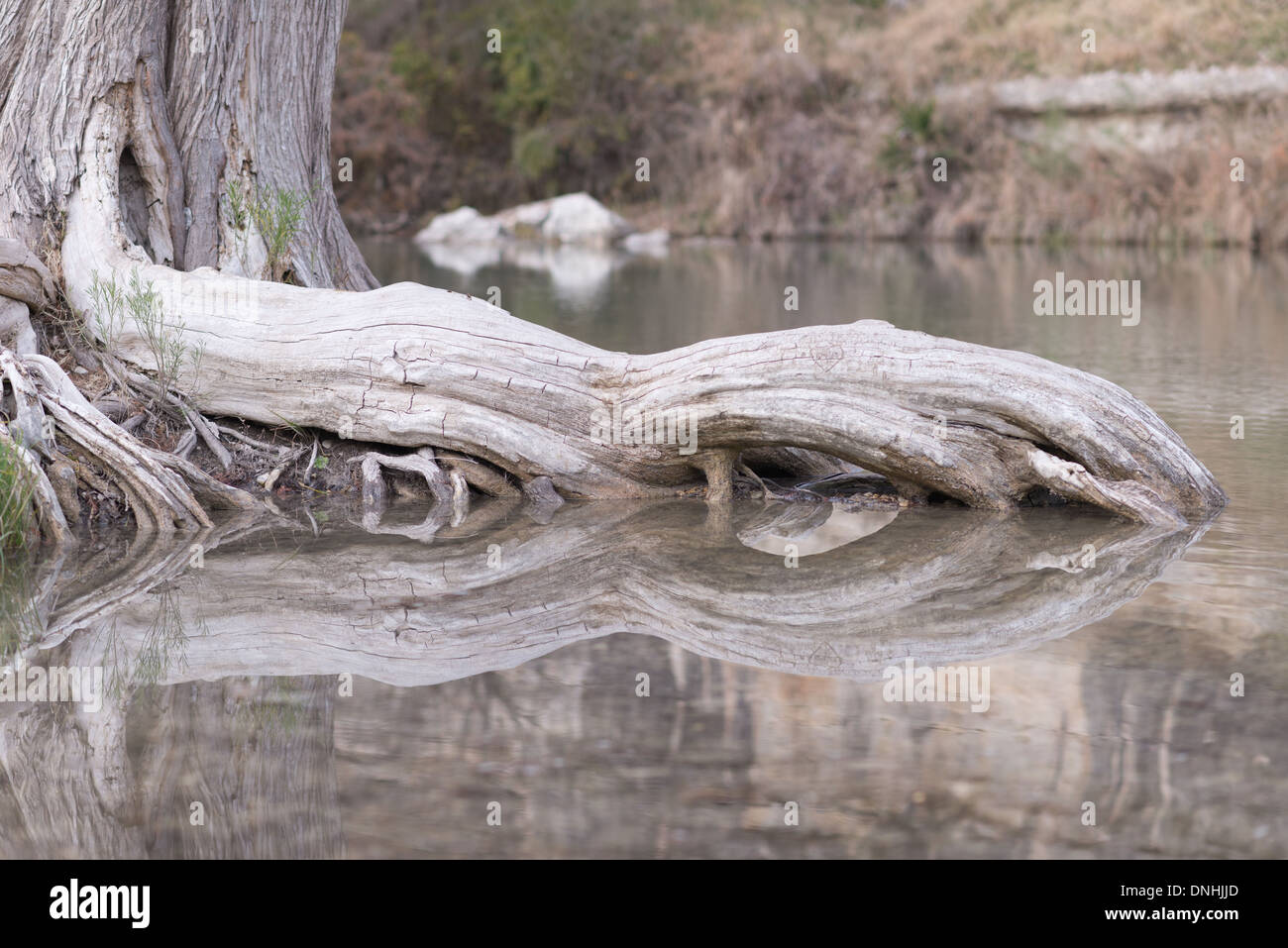 Bald Cypress Tree roots reflecting in the still waters of the Guadalupe
