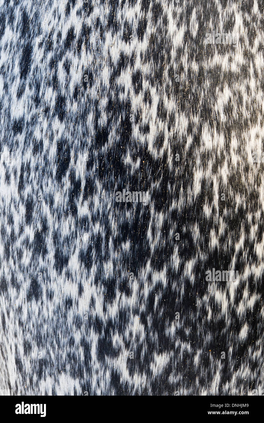 Close view of the pattern on the fur of a seal. Stock Photo