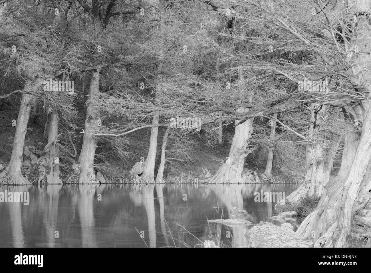 Bald Cypress Trees reflecting in the still waters of the Guadalupe River in Texas in black and white Stock Photo
