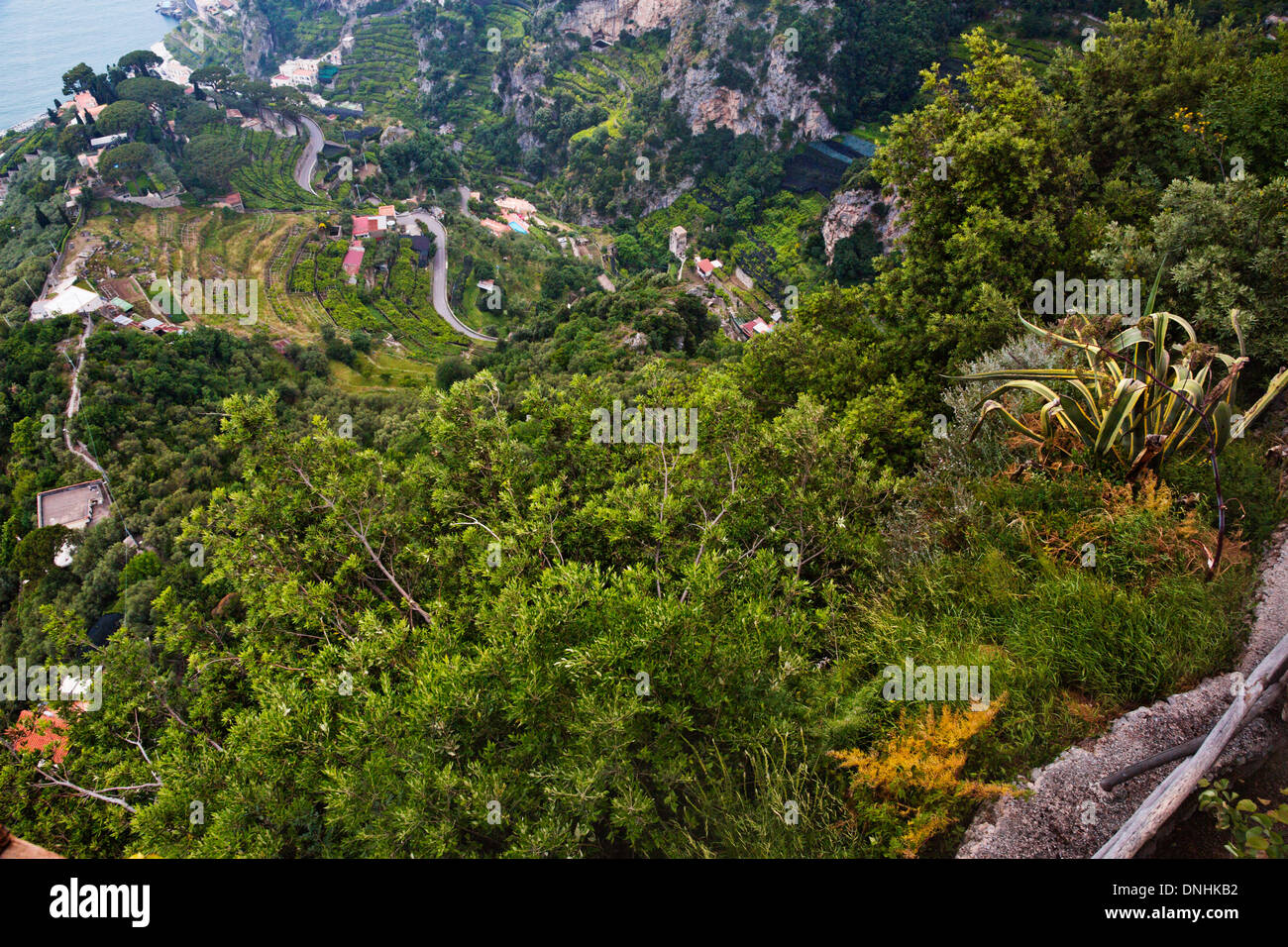 Trees on a hill, Villa Cimbrone, Ravello, Province of Salerno, Campania, Italy Stock Photo