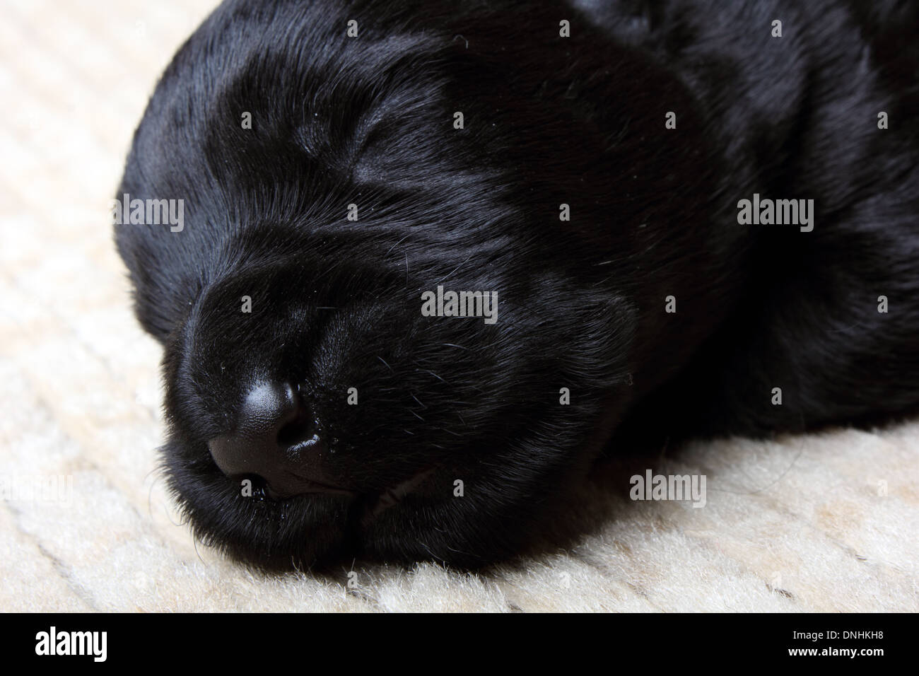 Little black white scottish hi res stock photography and images Alamy Little black white scottish hi res stock photography and images Alamy