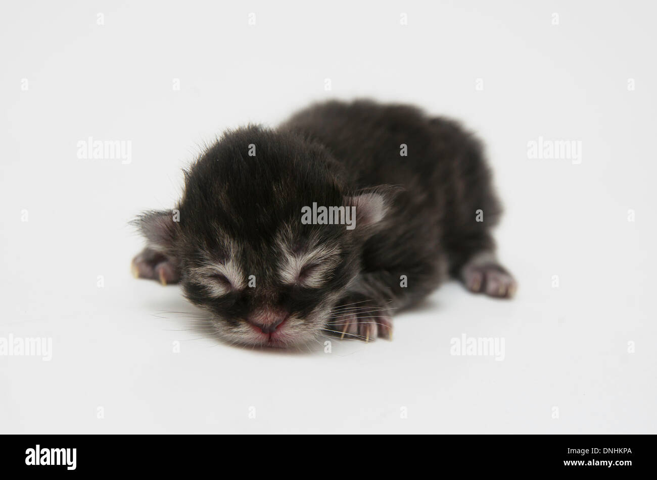 newborn kitten on white background Stock Photo