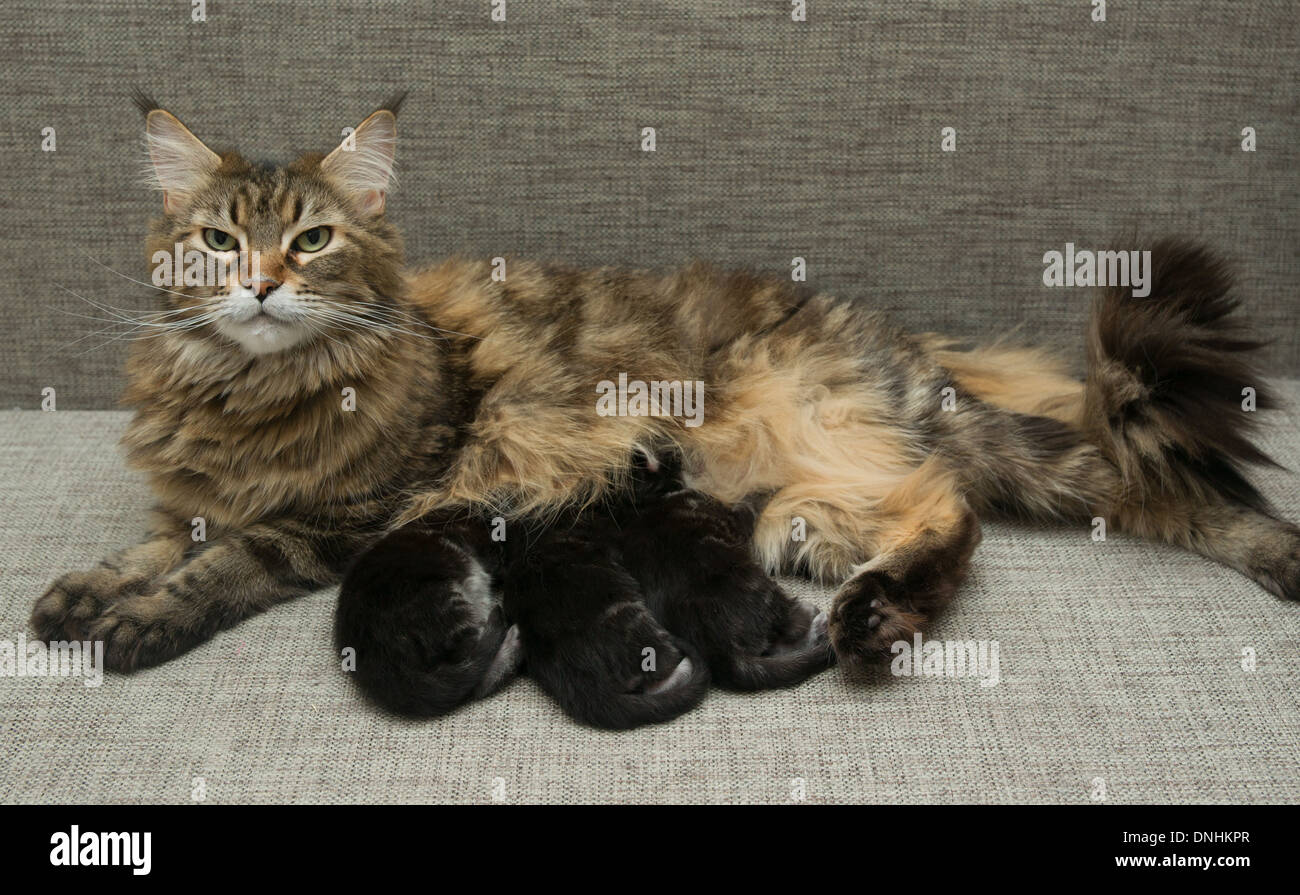 Maine Coon Kaufen Oder Inserieren Bei Deinetierwelt