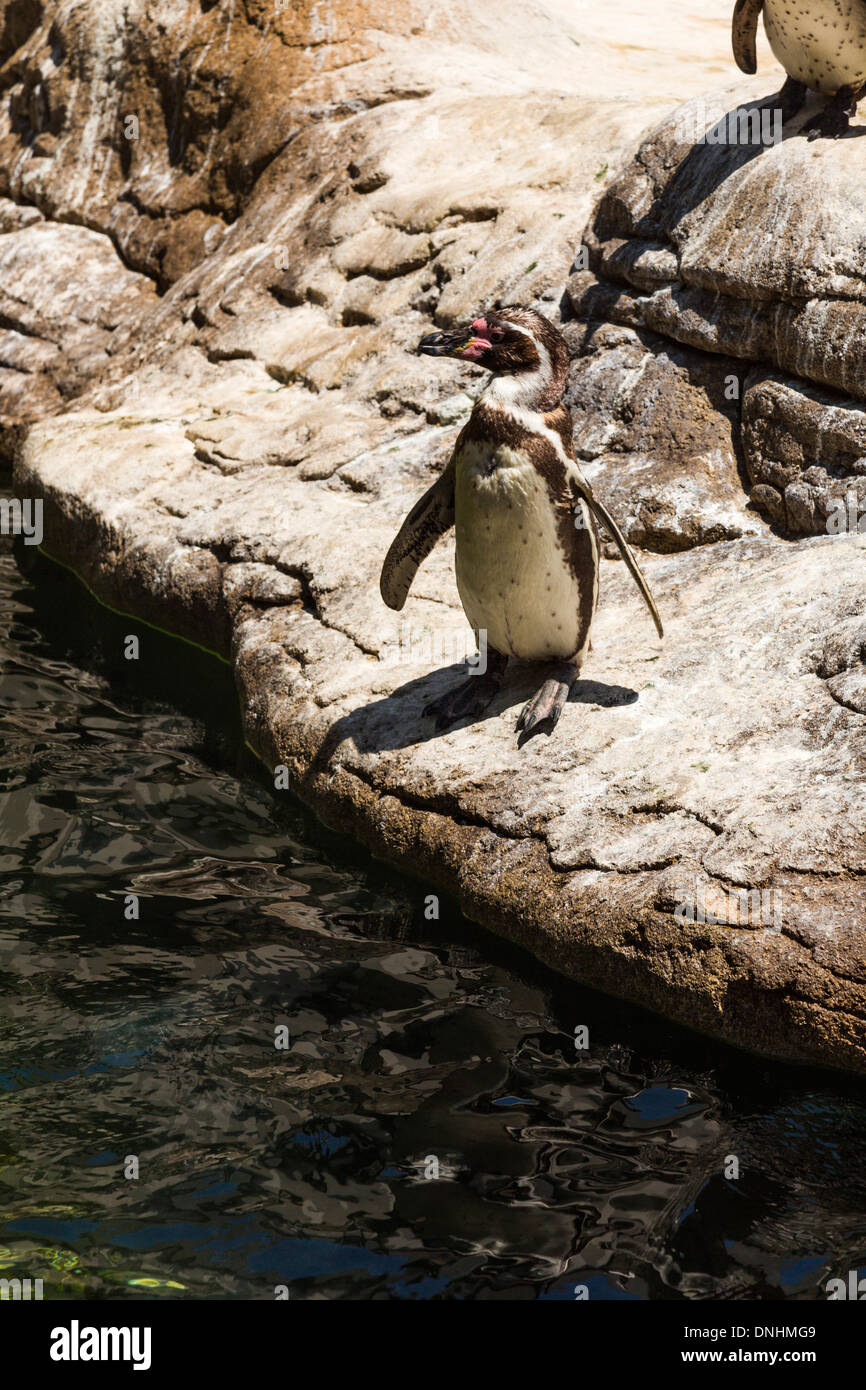 High angle view of Humboldt penguins (Spheniscus Humboldt) in a zoo, Barcelona Zoo, Barcelona, Catalonia, Spain Stock Photo