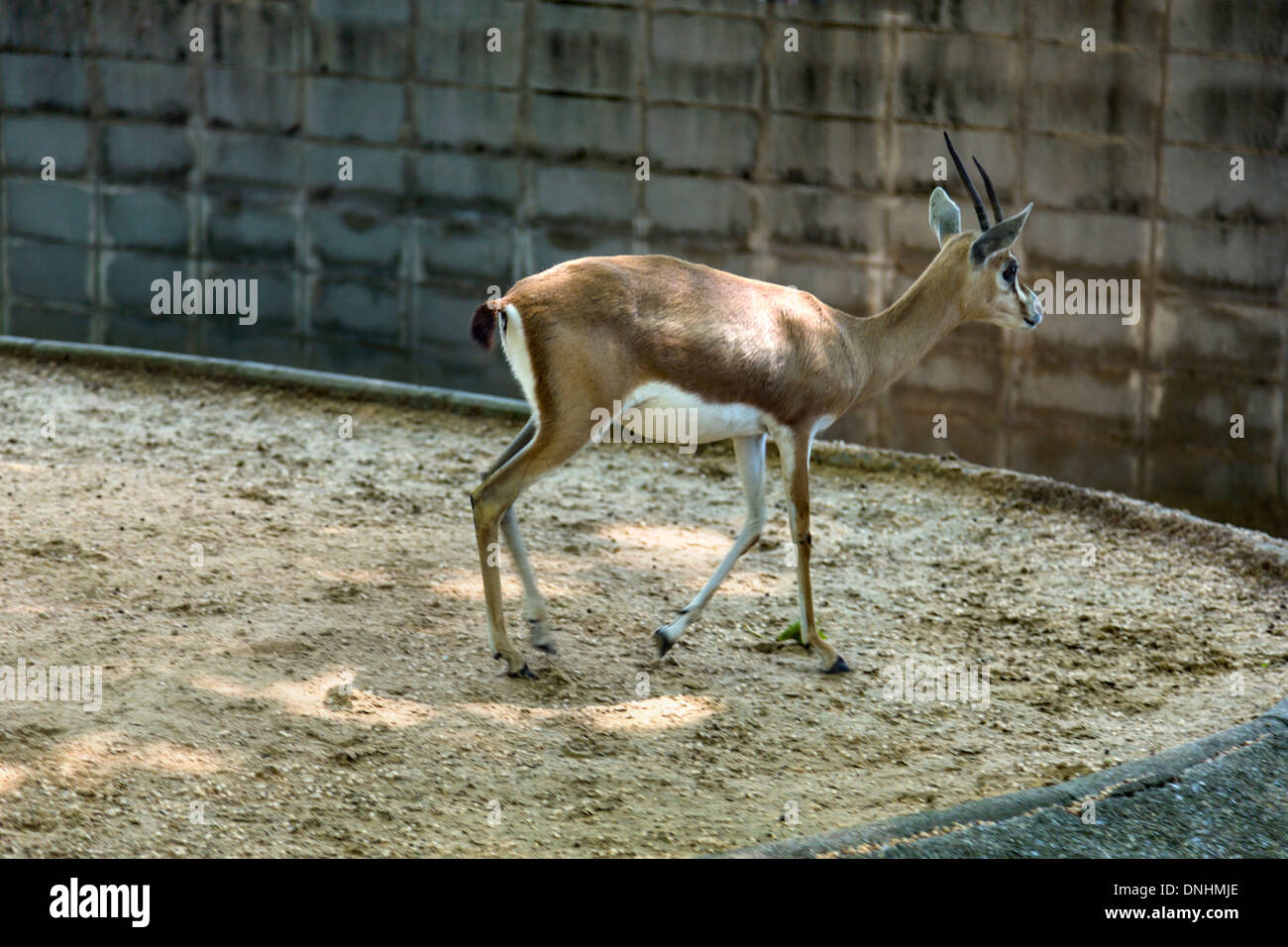 Gazelle in a zoo, Barcelona Zoo, Barcelona, Catalonia, Spain Stock Photo