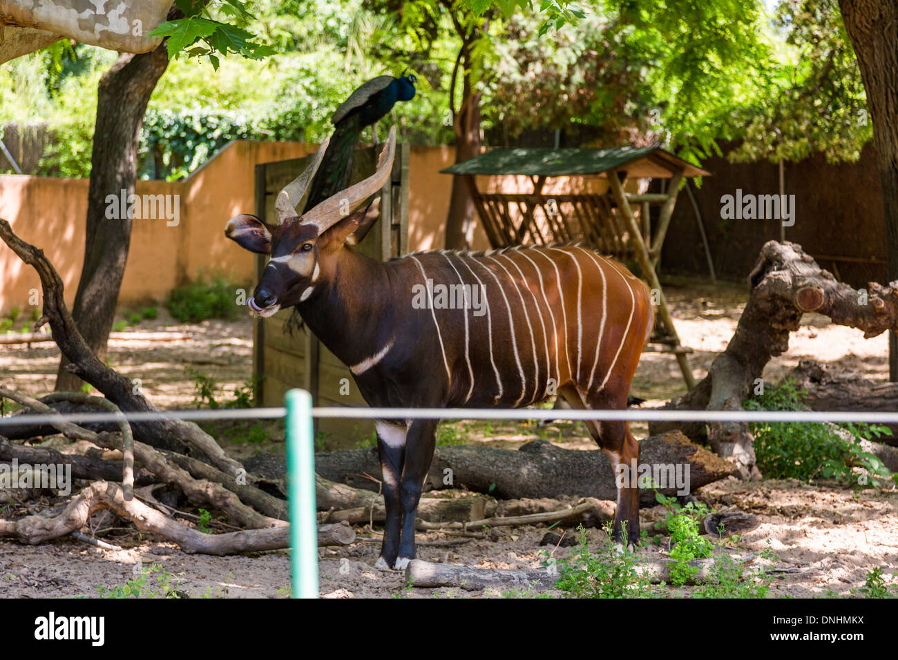 Bongo (Tragelaphus Eurycerus) in a zoo, Barcelona Zoo, Barcelona, Catalonia, Spain Stock Photo