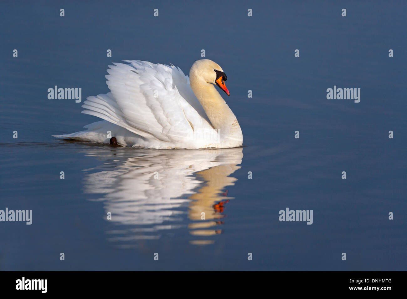Mute Swan Cygnus olor male displaying Stock Photo