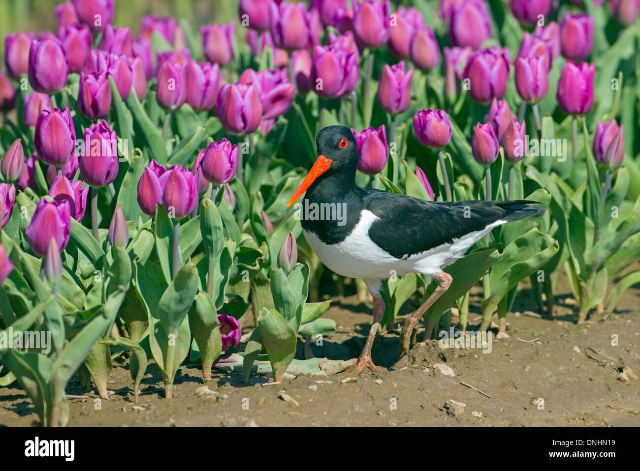 Common pied oyster catcher hires stock photography and images Alamy