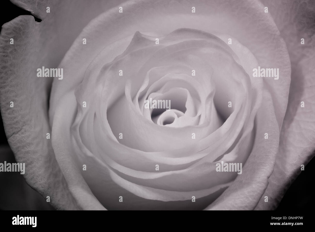 Ultraviolet photography of a rose Stock Photo Alamy