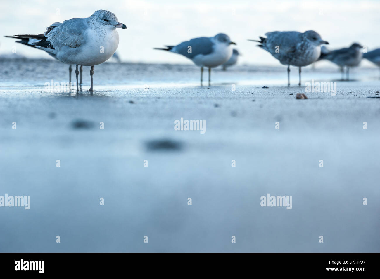 Sand level beach view of seagulls standing at the shoreline in Florida (selective focus on foreground seagull). (USA) Stock Photo